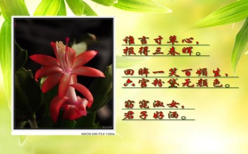 关于女性的名言