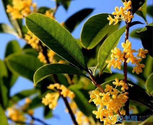 描述桂花的句子