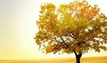 赞美秋天的句子大全