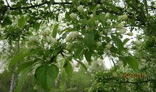 描写游子思乡的句子