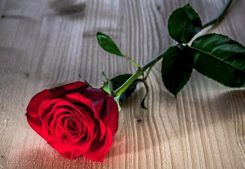 玫瑰花英语句子