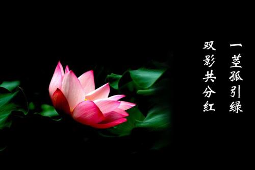 赞美桃花莲花的诗