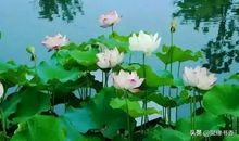 吟诵荷花的诗句
