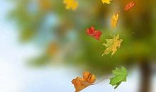 形容落叶的句子