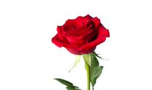 情人节礼物祝福语