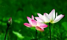 描写花朵的好句子