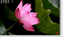 写荷花的诗句古诗