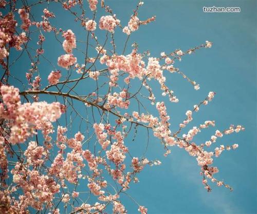 描述冬天李子的句子