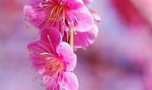 关于季节的优美句子