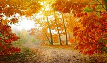 秋天落叶的句子