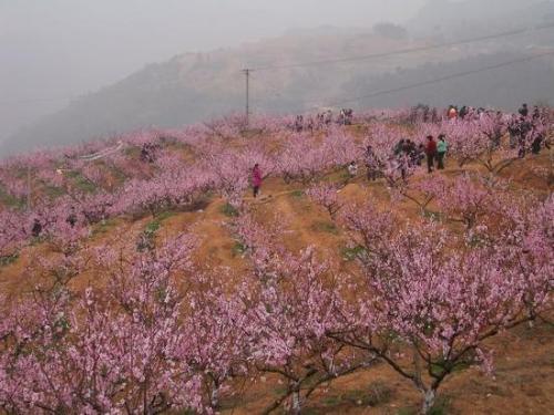 描述桃花森林的一段