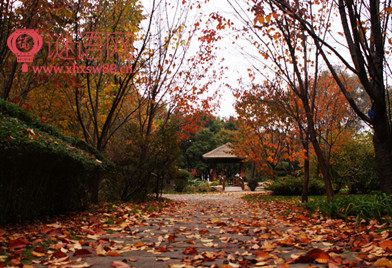 感伤的句子描述秋天