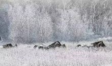 有关冬雪的诗句