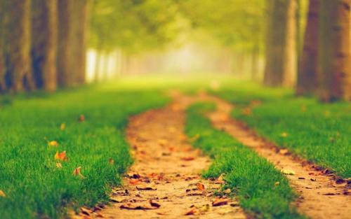 感伤的句子描述落叶