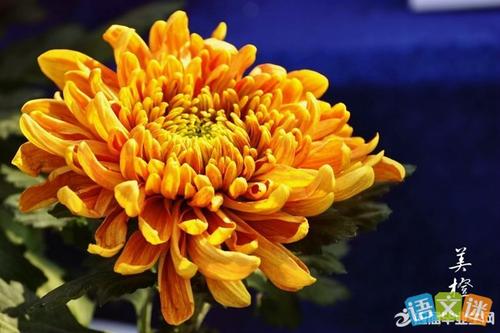 描述菊花形状的句子