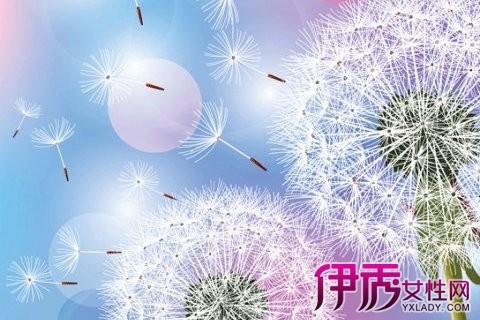蒲公英美丽的句子