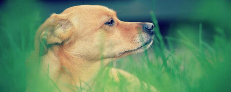 描述狗的经典句子