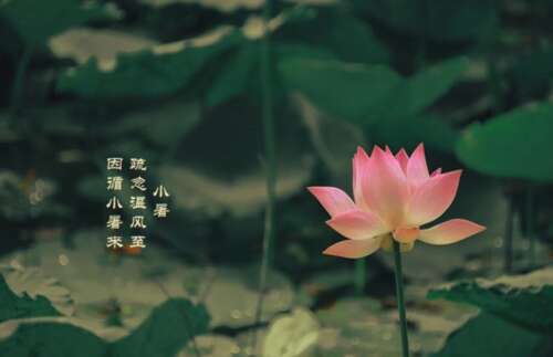 小树节气词短信祝福大全适合小树文字问候和祝福