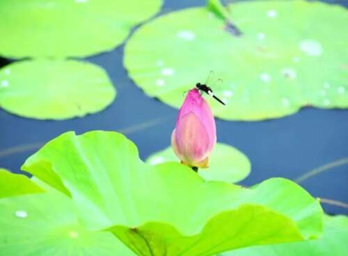 小叔节气短信祝福大全适合小叔文字祝福和祝福2