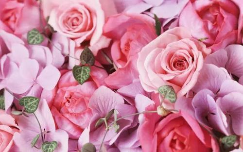 描述红玫瑰的句子