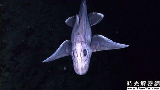 描述水下生物的句子