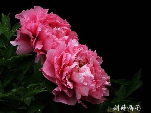 2019茶馆开幕致辞