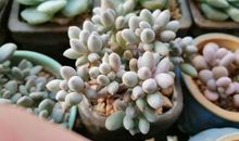 生命里最美好的春天经典语录