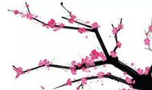 关于梅花的谚语