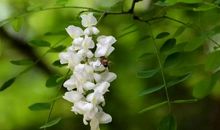 描写槐花的比喻句