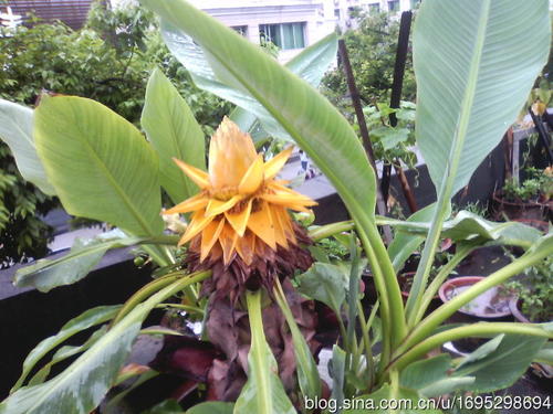 香蕉花的寓言词