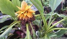 芭蕉开花的歇后语