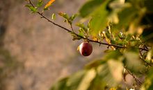 秋天的果园比喻句