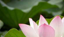 荷花塘里着火歇后语