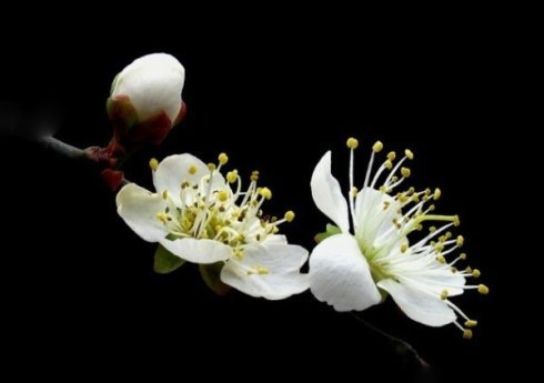 梅花的平行句子