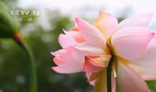 莲花并蒂开歇后语