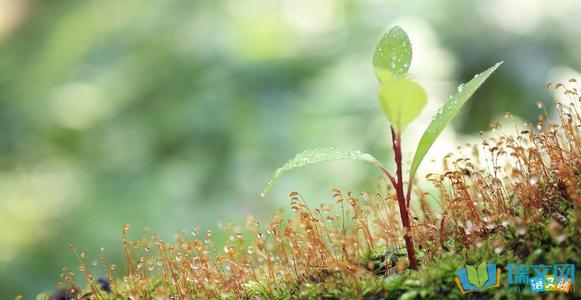 桃花与优美寓言