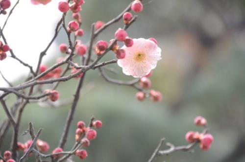 关于丽春的谚语