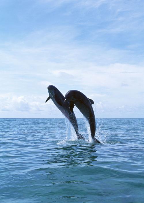 海豚看起来像什么比喻