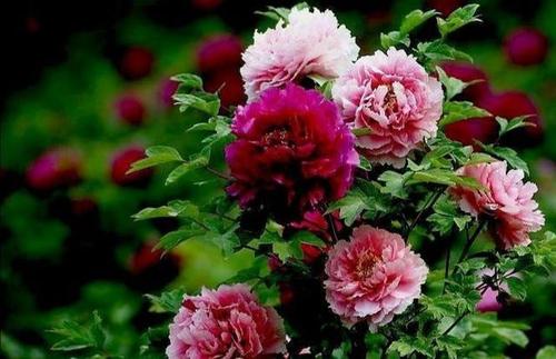 关于牡丹的寓言