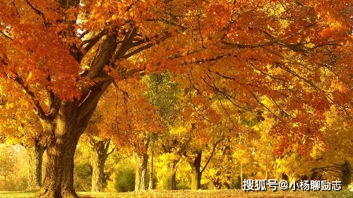 may摇摇大树寓言