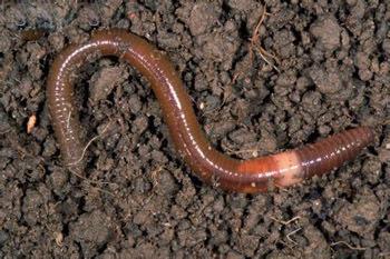 th的拟人化句子