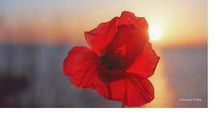 表白的话真实点的50字