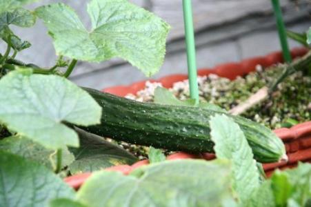 写黄瓜的比喻句子