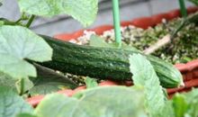 写黄瓜的比喻句