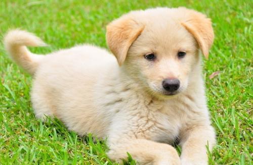 描述小狗外观的陈述