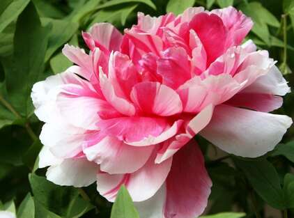 牡丹是什么样的隐喻