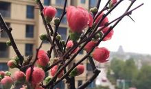 28条关于养花的谚语