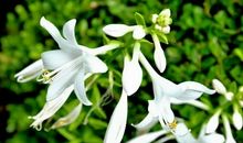 跟花有关的谚语有哪些