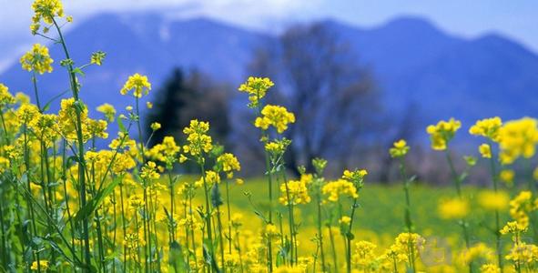 关于花的英语谚语