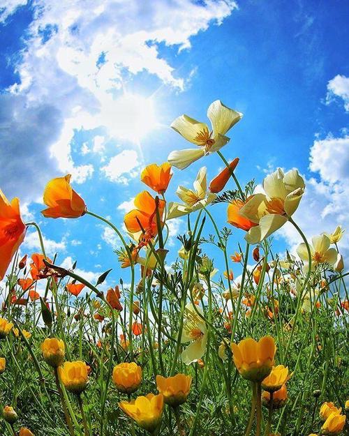 写出阳光明媚的句子